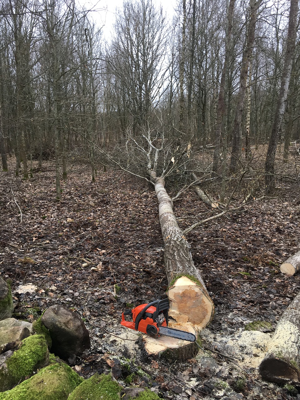 Poky Tree Pros Image